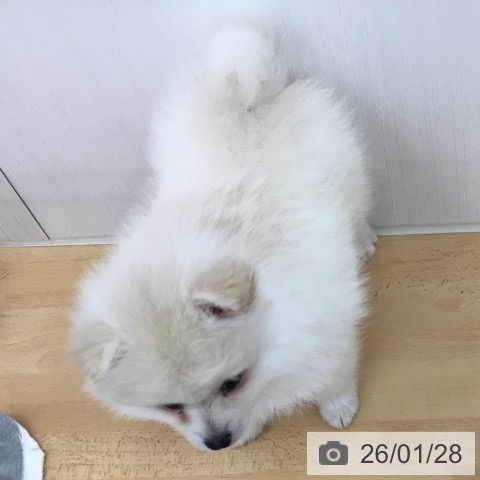 青森県のポメラニアン (ペットプラス 青森浜田店/2025年11月22日生まれ/男の子/クリーム)の子犬の3枚目の画像