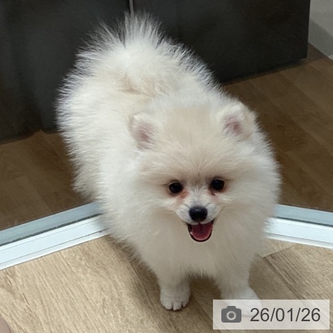 埼玉県のポメラニアン (ペットプラス ピオニウォーク東松山店/2025年11月22日生まれ/女の子/クリーム)の子犬の4枚目の画像