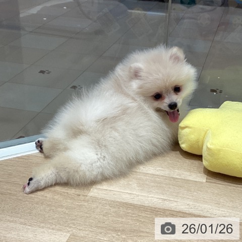 埼玉県のポメラニアン (ペットプラス ピオニウォーク東松山店/2025年11月22日生まれ/女の子/クリーム)の子犬の3枚目の画像