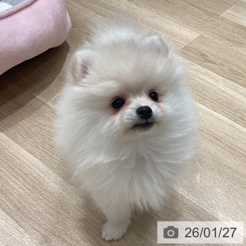埼玉県のポメラニアン (ペットプラス ピオニウォーク東松山店/2025年11月22日生まれ/女の子/クリーム)の子犬の4枚目の画像