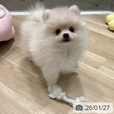 埼玉県のポメラニアン (ペットプラス ピオニウォーク東松山店/2025年11月22日生まれ/女の子/クリーム)の子犬の4枚目の画像