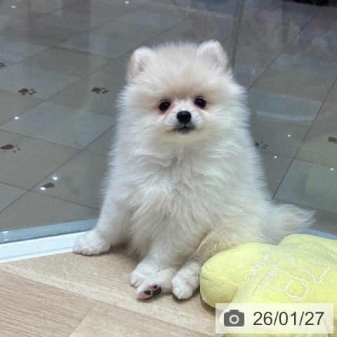埼玉県のポメラニアン (ペットプラス ピオニウォーク東松山店/2025年11月22日生まれ/女の子/クリーム)の子犬の3枚目の画像