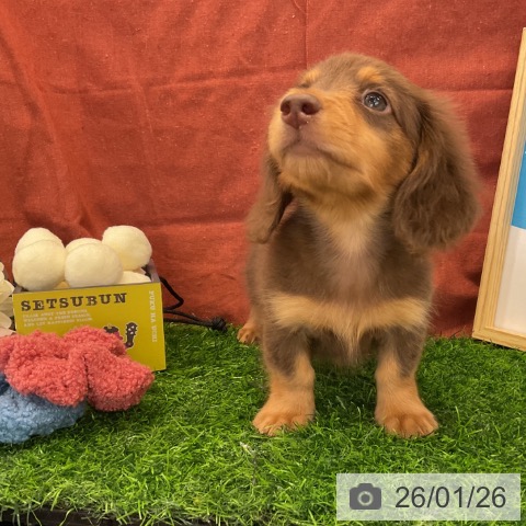 千葉県のミニチュアダックスフンド(ロング) (ペットプラス コトエ流山おおたかの森店/2025年11月24日生まれ/男の子/チョコレートタン)の子犬の4枚目の画像