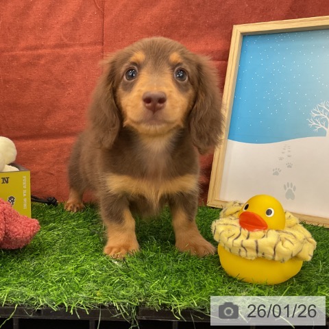 千葉県のミニチュアダックスフンド(ロング) (ペットプラス コトエ流山おおたかの森店/2025年11月24日生まれ/男の子/チョコレートタン)の子犬の4枚目の画像