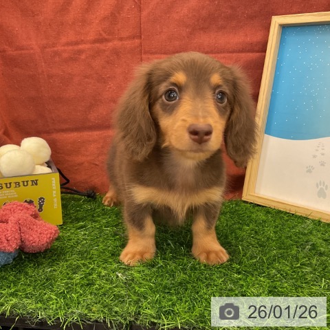 千葉県のミニチュアダックスフンド(ロング) (ペットプラス コトエ流山おおたかの森店/2025年11月24日生まれ/男の子/チョコレートタン)の子犬の3枚目の画像