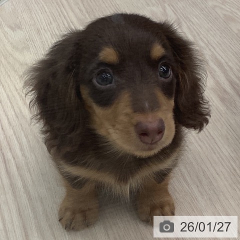 埼玉県のミニチュアダックスフンド(ロング) (ペットプラス 川口店/2025年11月24日生まれ/男の子/チョコレートタン)の子犬の3枚目の画像