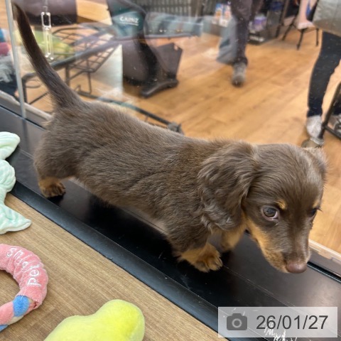 東京都のミニチュアダックスフンド(ロング) (ペッツワン 青梅インター店/2025年11月24日生まれ/男の子/チョコレートタン)の子犬の4枚目の画像