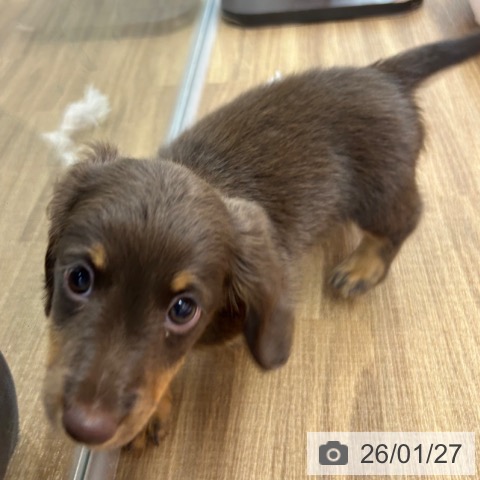 東京都のミニチュアダックスフンド(ロング) (ペッツワン 青梅インター店/2025年11月24日生まれ/男の子/チョコレートタン)の子犬の3枚目の画像