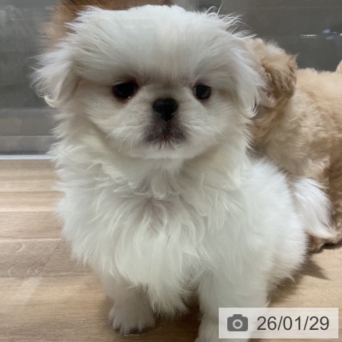 神奈川県のペキニーズ (ペットプラス 湘南平塚店/2025年11月24日生まれ/女の子/ホワイトクリーム)の子犬の3枚目の画像