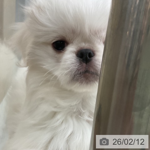 神奈川県のペキニーズ (ペットプラス 湘南平塚店/2025年11月24日生まれ/女の子/ホワイトクリーム)の子犬の4枚目の画像