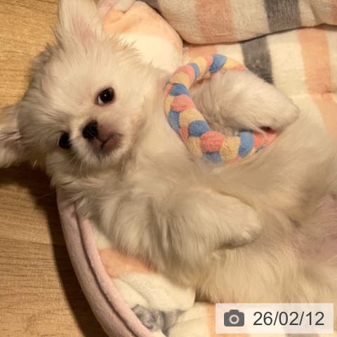 神奈川県のペキニーズ (ペットプラス 湘南平塚店/2025年11月24日生まれ/女の子/ホワイトクリーム)の子犬の3枚目の画像