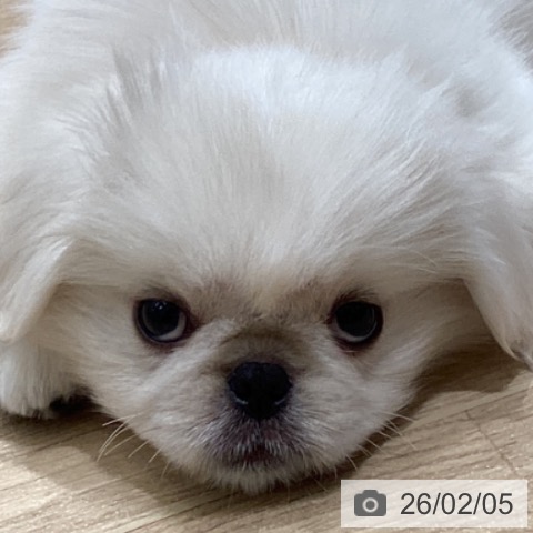 宮城県のペキニーズ (ペットプラス 名取店/2025年11月24日生まれ/女の子/ホワイトクリーム)の子犬の4枚目の画像