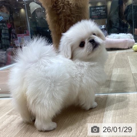 宮城県のペキニーズ (ペットプラス 名取店/2025年11月24日生まれ/女の子/ホワイトクリーム)の子犬の3枚目の画像