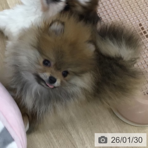 福島県のポメラニアン (ペットプラス 福島店/2025年11月20日生まれ/男の子/オレンジ)の子犬の3枚目の画像