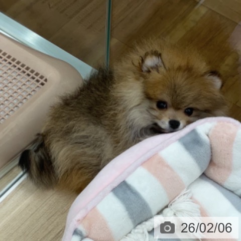 福島県のポメラニアン (ペットプラス 福島店/2025年11月20日生まれ/男の子/オレンジ)の子犬の4枚目の画像