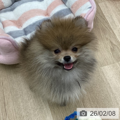 福島県のポメラニアン (ペットプラス 福島店/2025年11月20日生まれ/男の子/オレンジ)の子犬の3枚目の画像