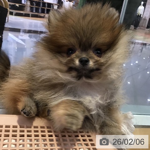 山形県のポメラニアン (ペットプラス 天童店/2025年11月20日生まれ/女の子/オレンジ)の子犬の3枚目の画像