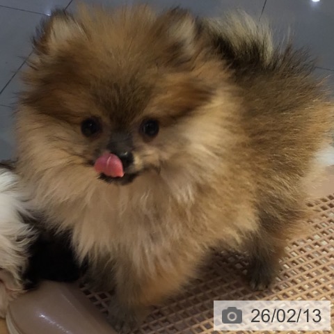 山形県のポメラニアン (ペットプラス 天童店/2025年11月20日生まれ/女の子/オレンジ)の子犬の3枚目の画像