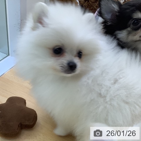 埼玉県のポメラニアン (ペットプラス 羽生店/2025年11月20日生まれ/男の子/クリーム)の子犬の4枚目の画像