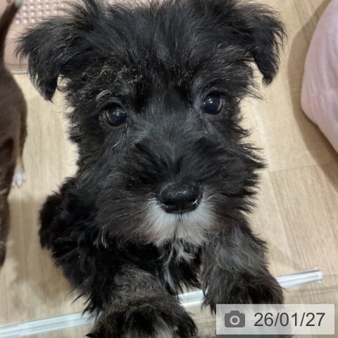 埼玉県のミニチュアシュナウザー (ペットプラス ららぽーと富士見店/2025年11月27日生まれ/女の子/ソルトペッパー)の子犬の3枚目の画像