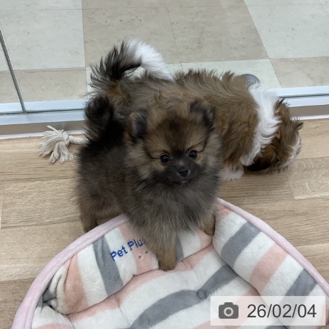 神奈川県のポメラニアン (ペットプラス アミーゴ藤沢店/2025年11月27日生まれ/男の子/オレンジセーブル)の子犬の4枚目の画像