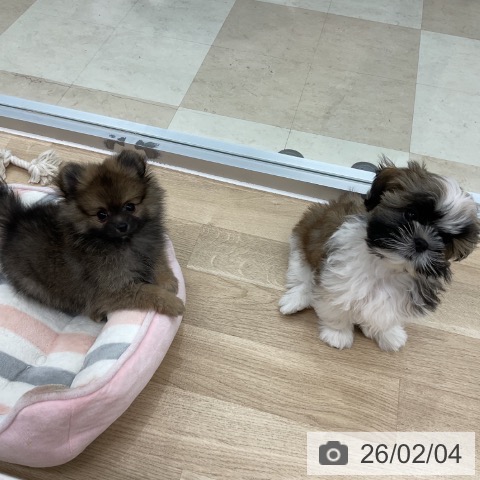 神奈川県のポメラニアン (ペットプラス アミーゴ藤沢店/2025年11月27日生まれ/男の子/オレンジセーブル)の子犬の3枚目の画像