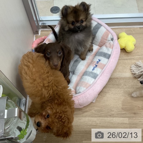 神奈川県のポメラニアン (ペットプラス アミーゴ藤沢店/2025年11月27日生まれ/男の子/オレンジセーブル)の子犬の3枚目の画像