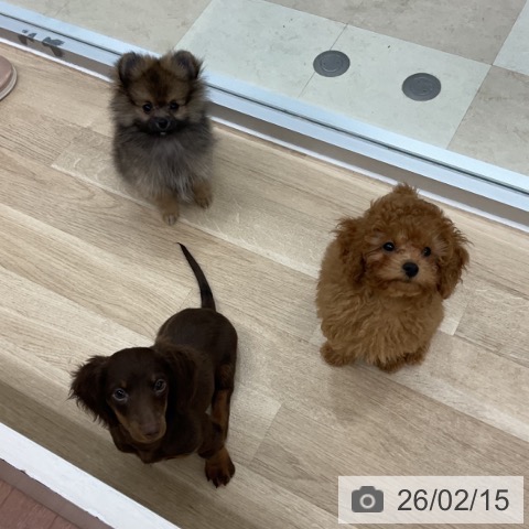 神奈川県のポメラニアン (ペットプラス アミーゴ藤沢店/2025年11月27日生まれ/男の子/オレンジセーブル)の子犬の3枚目の画像