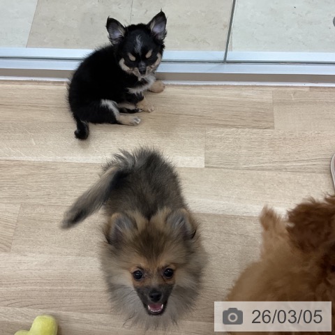 神奈川県のポメラニアン (ペットプラス アミーゴ藤沢店/2025年11月27日生まれ/男の子/オレンジセーブル)の子犬の4枚目の画像