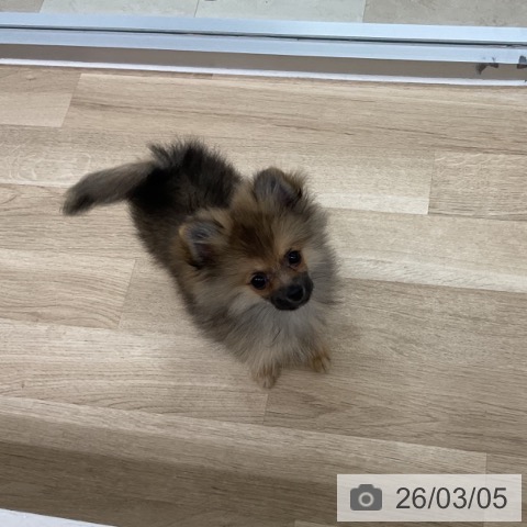 神奈川県のポメラニアン (ペットプラス アミーゴ藤沢店/2025年11月27日生まれ/男の子/オレンジセーブル)の子犬の3枚目の画像