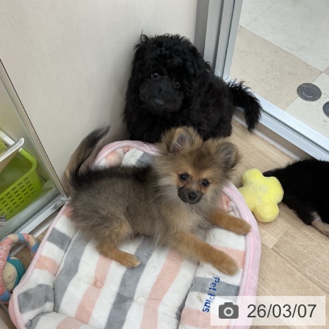 神奈川県のポメラニアン (ペッツワン 横須賀久里浜店/2025年11月27日生まれ/男の子/オレンジセーブル)の子犬の3枚目の画像