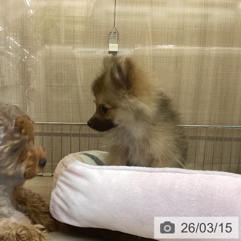 神奈川県のポメラニアン (ペッツワン 横須賀久里浜店/2025年11月27日生まれ/男の子/オレンジセーブル)の子犬の4枚目の画像