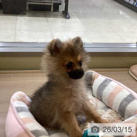 神奈川県のポメラニアン (ペッツワン 横須賀久里浜店/2025年11月27日生まれ/男の子/オレンジセーブル)の子犬の3枚目の画像