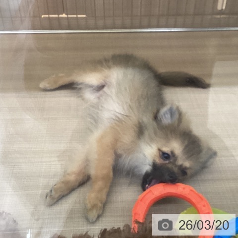 神奈川県のポメラニアン (ペッツワン 横須賀久里浜店/2025年11月27日生まれ/男の子/オレンジセーブル)の子犬の4枚目の画像