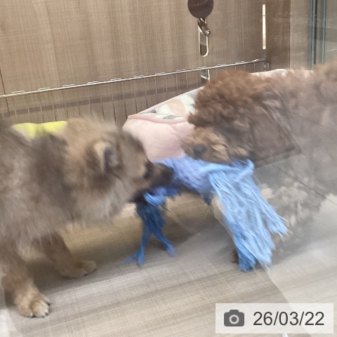 神奈川県のポメラニアン (ペッツワン 横須賀久里浜店/2025年11月27日生まれ/男の子/オレンジセーブル)の子犬の3枚目の画像