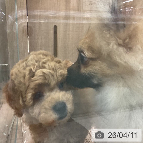 神奈川県のポメラニアン (ペッツワン 横須賀久里浜店/2025年11月27日生まれ/男の子/オレンジセーブル)の子犬の3枚目の画像