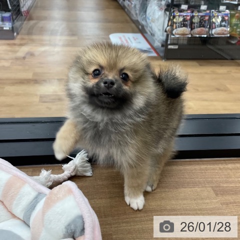 茨城県のポメラニアン (ペッツワン つくば店/2025年11月27日生まれ/女の子/オレンジセーブル)の子犬の4枚目の画像
