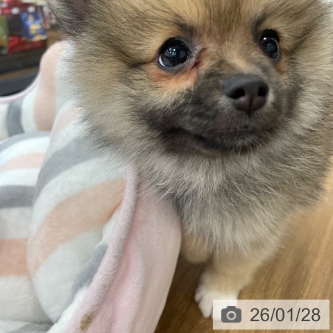 茨城県のポメラニアン (ペッツワン つくば店/2025年11月27日生まれ/女の子/オレンジセーブル)の子犬の3枚目の画像