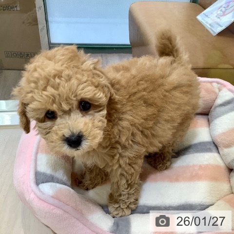 トイ・プードルの写真