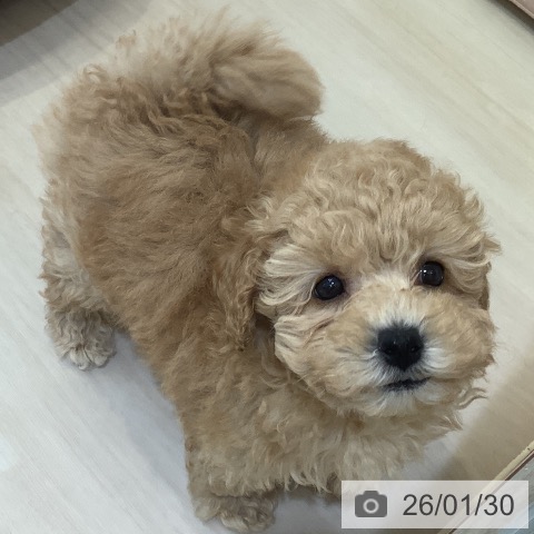 トイ・プードルの写真