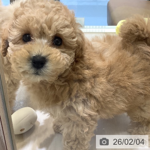 トイ・プードルの写真