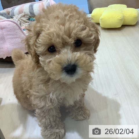 トイ・プードルの写真