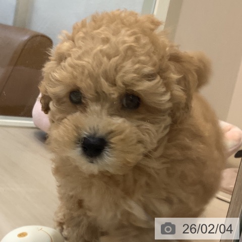 トイ・プードルの写真