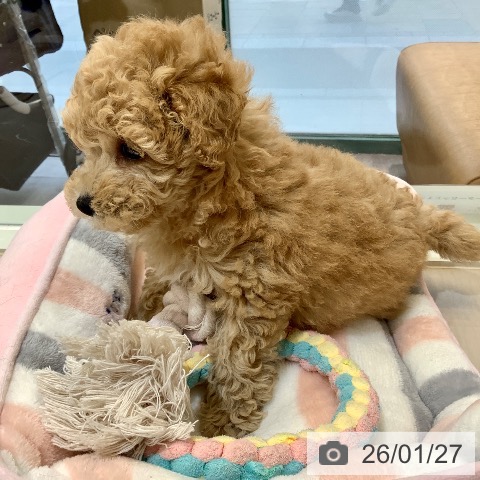 トイ・プードルの写真