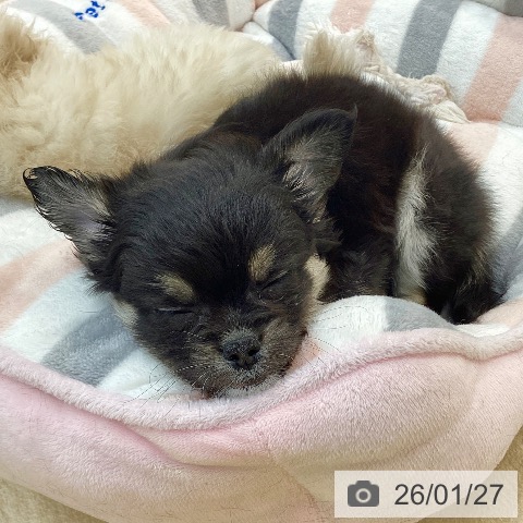 群馬県のチワワ(ロング) (ペットプラス 前橋店/2025年11月26日生まれ/男の子/ブラックタンホワイト)の子犬の3枚目の画像