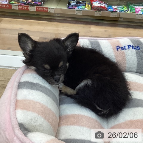 群馬県のチワワ(ロング) (ペットプラス 前橋店/2025年11月26日生まれ/男の子/ブラックタンホワイト)の子犬の4枚目の画像