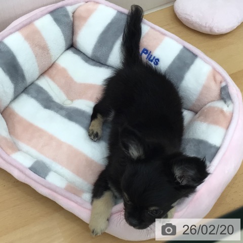 青森県のチワワ(ロング) (ペットプラス 青森浜田店/2025年11月26日生まれ/男の子/ブラックタンホワイト)の子犬の3枚目の画像