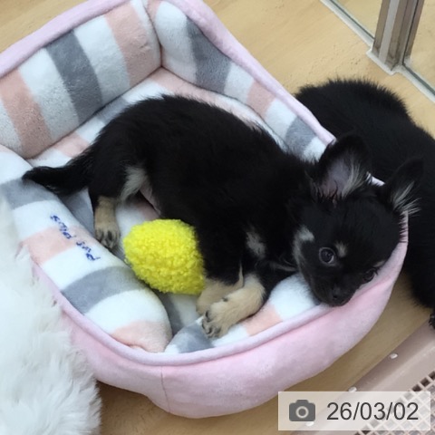 青森県のチワワ(ロング) (ペットプラス 青森浜田店/2025年11月26日生まれ/男の子/ブラックタンホワイト)の子犬の3枚目の画像