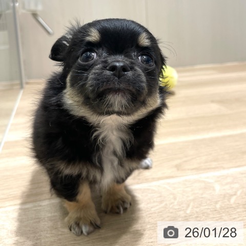 長野県のチワワ(ロング) (ペットプラス 須坂店/2025年11月26日生まれ/男の子/ブラックタンホワイト)の子犬の4枚目の画像