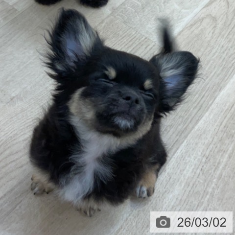 長野県のチワワ(ロング) (ペットプラス 上田店/2025年11月26日生まれ/男の子/ブラックタンホワイト)の子犬の4枚目の画像